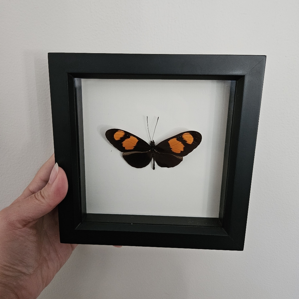 Framed Butterfly